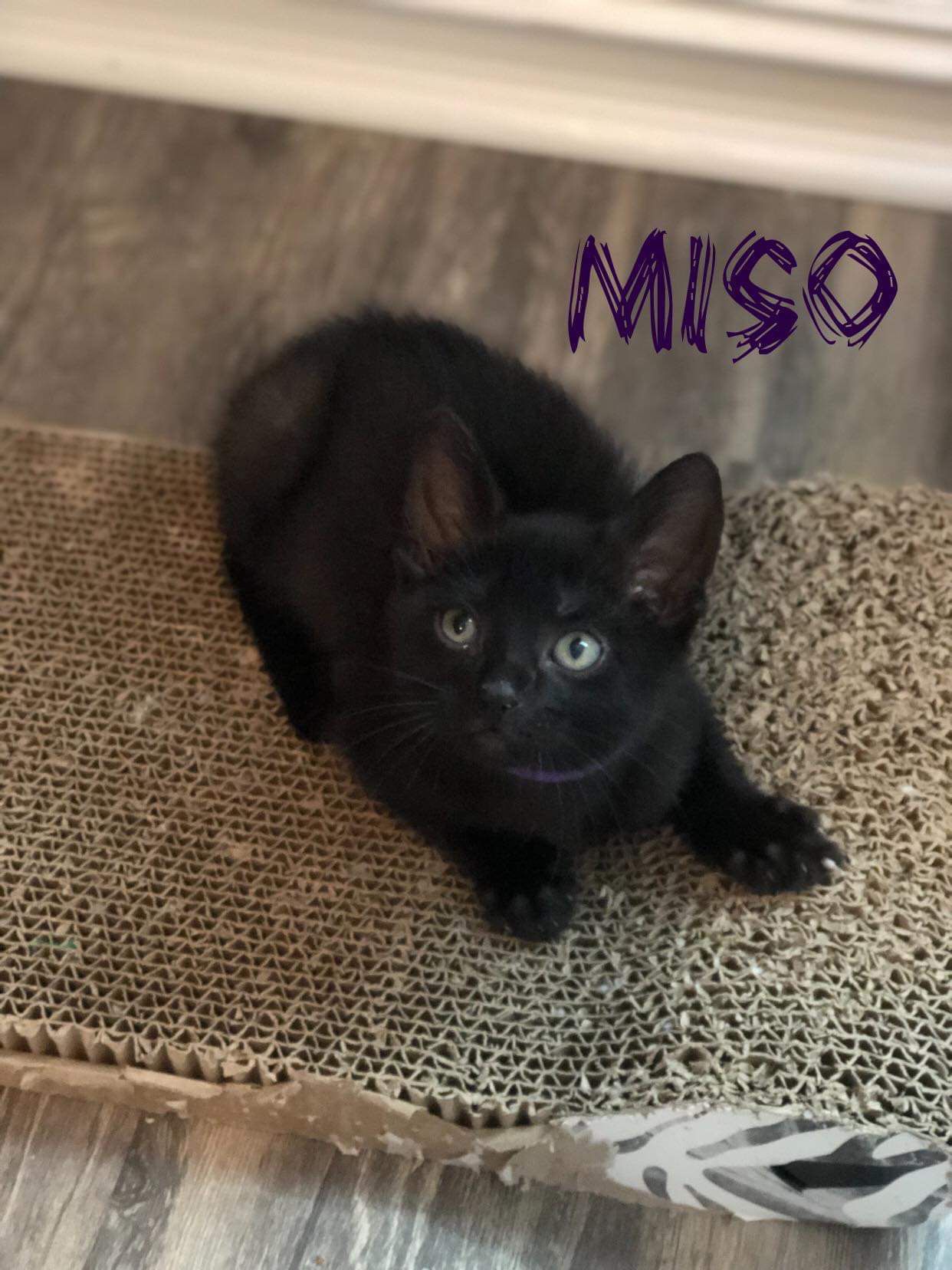 Miso